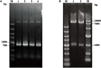 Cell Surface Display of Thermomyces lanuginosus Lipase in Pichia pastoris